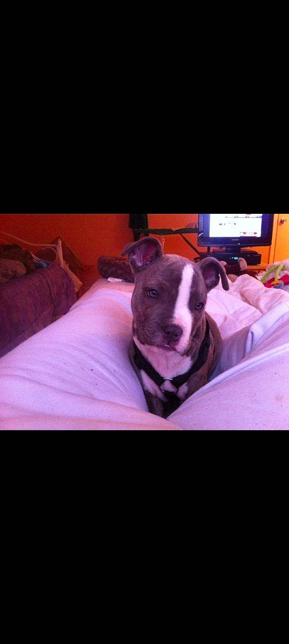 Skyy is registered to the contest to win money with this photo: carnivore, cloud, comfort, companion_dog, computer_keyboard, couch, dog, dog_breed, fawn, linens, magenta, mammal, pillow, purple, room, sky, sporting_group, square, television, working_animal