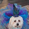 Mia is registered to the contest to win money with this photo: dog, white_dog, fluffy, pet, portrait, close_up, feathers, hat, costume, blue, purple, turquoise, colorful, collar, tag, indoors, fashion, royal, grooming, animal