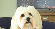 Mia is registered to the contest to win money with this photo: dog, white_dog, fluffy, small_dog, long_hair, pet, portrait, indoors, living_room, seated, looking_at_camera, black_nose, dark_eyes, groomed, furry, companion_animal, television, wooden_cabinet, couch, close_up