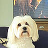 dog, white_dog, fluffy, small_dog, long_hair, pet, portrait, indoors, living_room, seated, looking_at_camera, black_nose, dark_eyes, groomed, furry, companion_animal, television, wooden_cabinet, couch, close_up