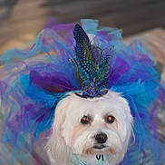 Mia joined the competition — help win amazing prizes! dog, white_dog, fluffy, pet, portrait, costume, feather_hat, crown, blue, colorful, close_up, face, eyes, nose, collar, indoors, fabric, blurred_background, royal, fashion