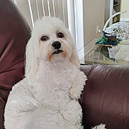 Mia is registered to the contest to win money with this photo: dog, white_dog, fluffy, pet, indoor, couch, leather_couch, relaxed, looking_up, small_dog, fur, table, decor, boat_model, window_blinds, home, living_room, furniture, domestic_animal, companion_animal