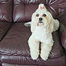 Mia is registered to the contest to win money with this photo: dog, white_dog, small_dog, long_hair, fluffy, groomed, topknot, pet, animal, portrait, sitting, recliner, leather_chair, furniture, indoors, home, brown_background, front_view, cute, photography