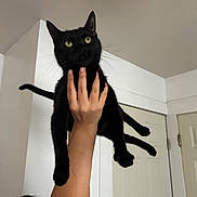 Hermonie is registered to the contest to win money with this photo: black_cat, cat, pet, person, hand, indoor, door, ceiling, yellow_eyes, whiskers, paws, legs, lifting, holding, portrait, feline, fur, domestic_home, looking_up, playful