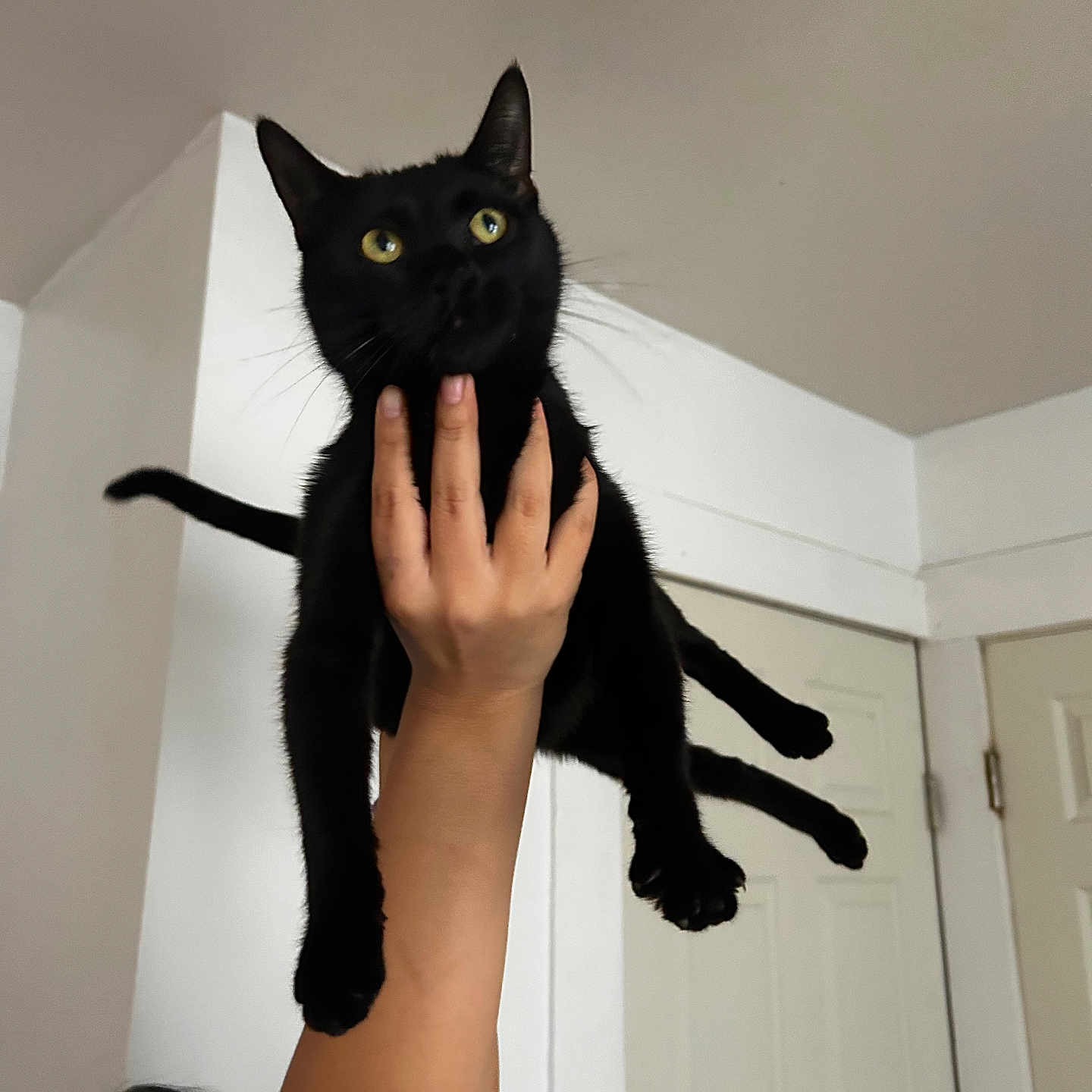 Hermonie is registered to the contest to win money with this photo: black_cat, cat, ceiling, domestic_home, door, feline, fur, hand, holding, indoor, legs, lifting, looking_up, paws, person, pet, playful, portrait, whiskers, yellow_eyes