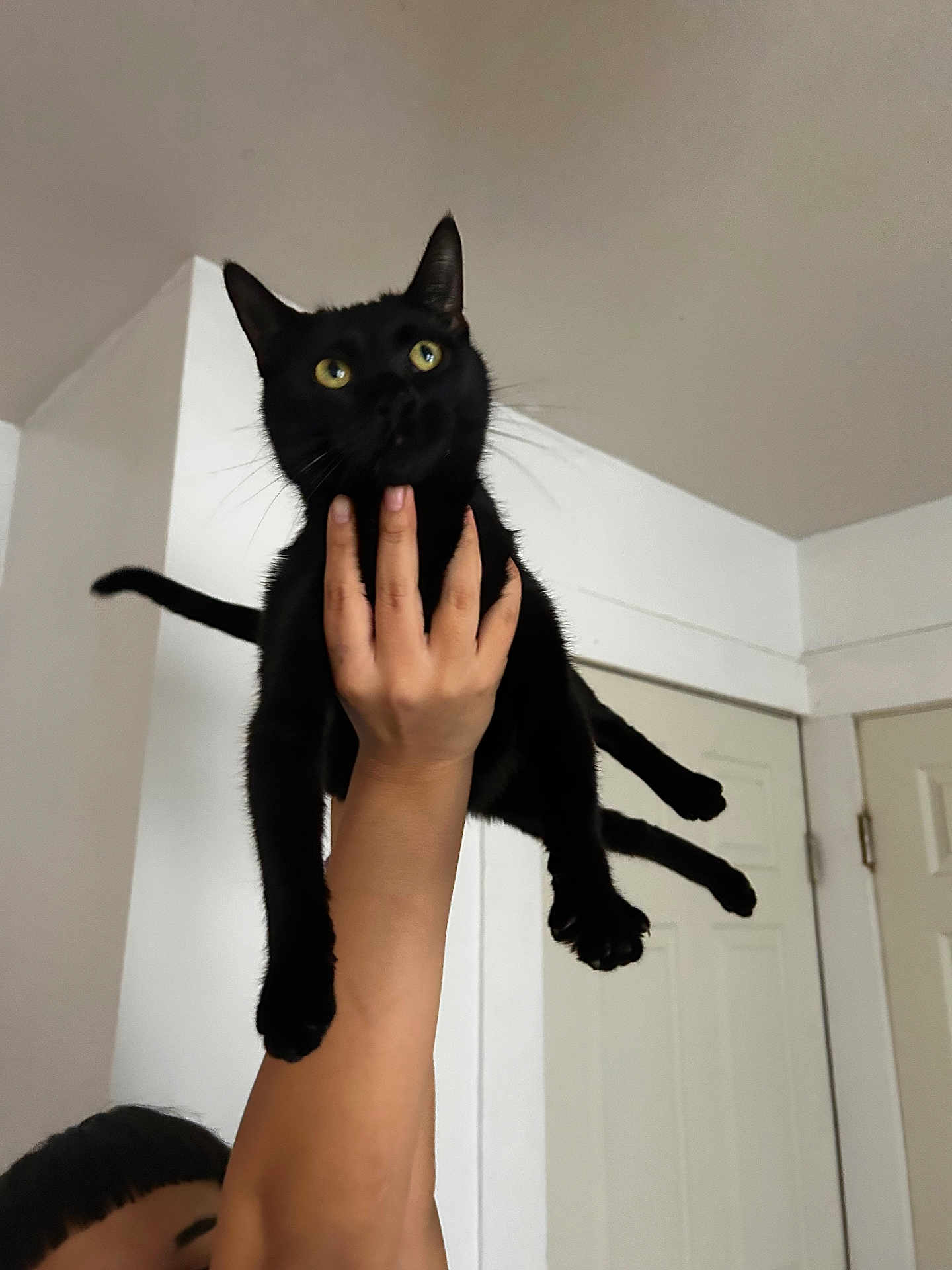 Hermonie is registered to the contest to win money with this photo: black_cat, cat, pet, person, hand, indoor, door, ceiling, yellow_eyes, whiskers, paws, legs, lifting, holding, portrait, feline, fur, domestic_home, looking_up, playful