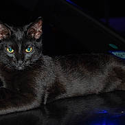 Bobby joined the competition — help win amazing prizes! black_cat, cat, animal, pet, feline, night, dark, glowing_eyes, lying_down, relaxed, shiny_surface, reflection, indoor, mystery, portrait, closeup, whiskers, ears, fur, domestic_animal