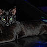 black_cat, cat, animal, pet, feline, night, dark, glowing_eyes, lying_down, relaxed, shiny_surface, reflection, indoor, mystery, portrait, closeup, whiskers, ears, fur, domestic_animal