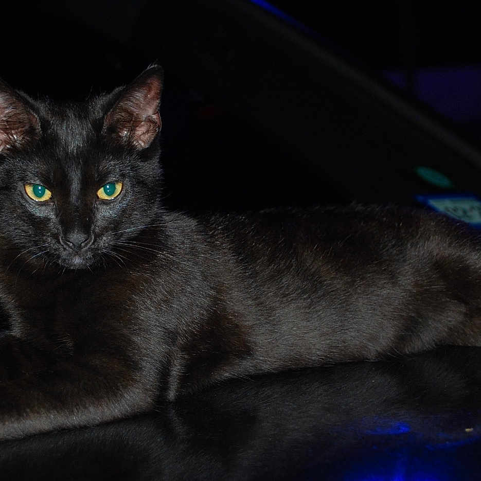 Bobby joined the competition — help win amazing prizes! black_cat, cat, animal, pet, feline, night, dark, glowing_eyes, lying_down, relaxed, shiny_surface, reflection, indoor, mystery, portrait, closeup, whiskers, ears, fur, domestic_animal