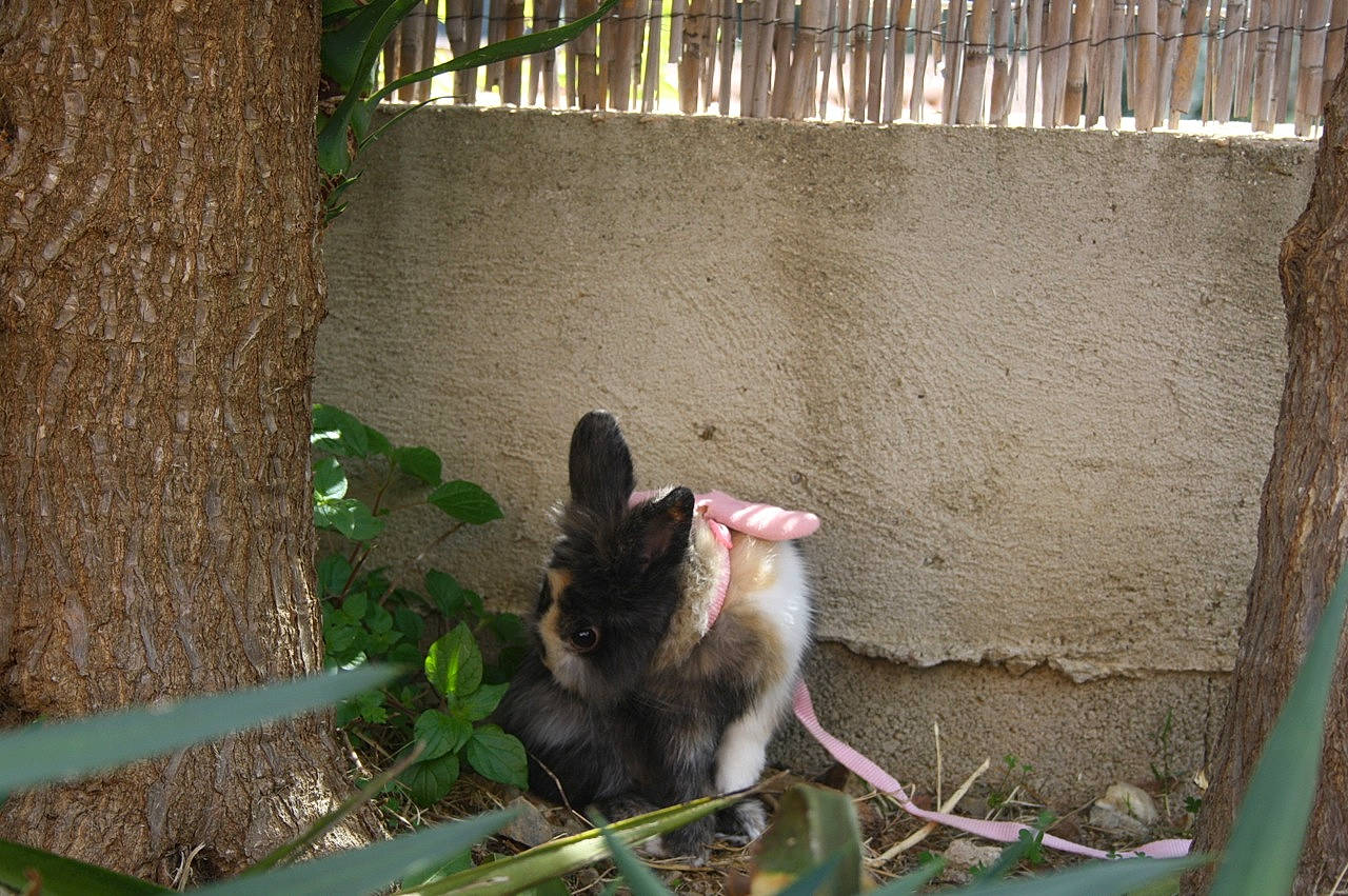 Couscous participe au concours pour gagner de l'argent avec cette photo : marsupial, muridae, muroidea, rat, rodent