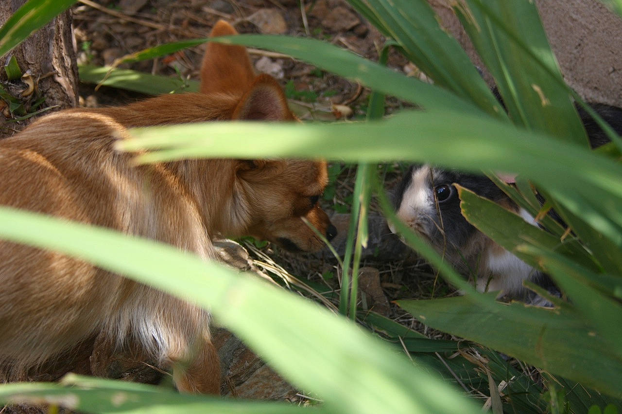 Krystal a rejoint le concours — aidez-le/la à gagner de superbes lots ! fawn, grass, plant, terrestrial_animal, terrestrial_plant, wildlife