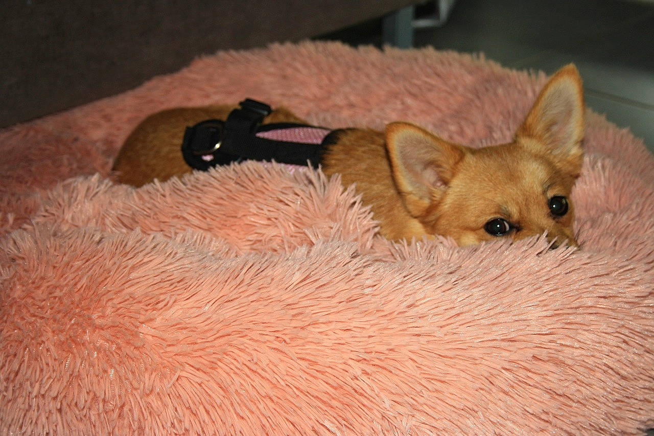 Krystal a rejoint le concours — aidez-le/la à gagner de superbes lots ! canidae, carnivore, chihuahua, corgi_chihuahua, dog, dog_breed, fawn, mammal, pembroke_welsh_corgi, puppy, snout, toy_dog, vertebrate