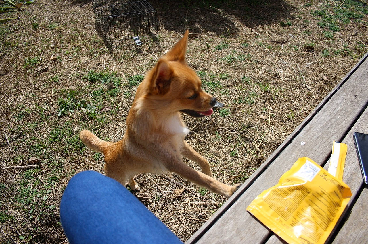 Krystal a rejoint le concours — aidez-le/la à gagner de superbes lots ! canidae, carnivore, carolina_dog, corgi_chihuahua, dog, dog_breed, fawn, finnish_spitz, mammal, non_sporting_group, norwegian_lundehund, pomeranian