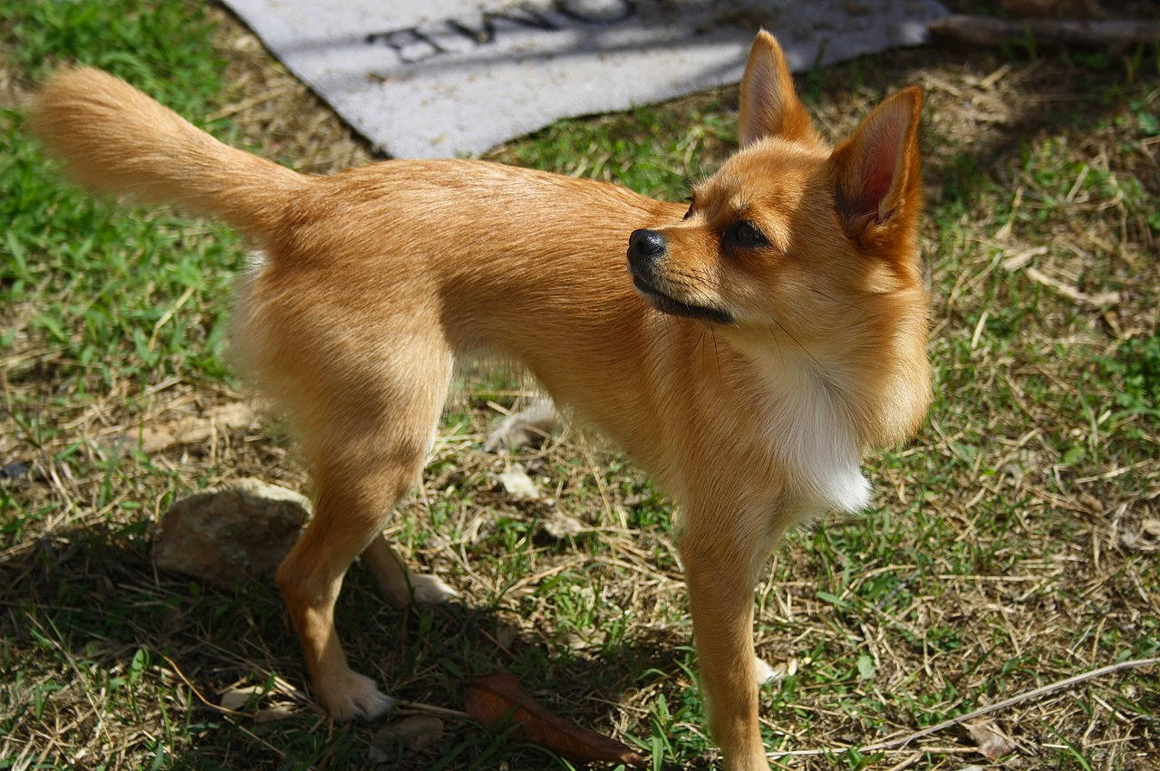 Krystal participe au concours pour gagner de l'argent avec cette photo : ancient_dog_breeds, canaan_dog, canidae, carnivore, carolina_dog, companion_dog, dingo, dog, dog_breed, fawn, finnish_spitz, korean_jindo_dog, mammal, norwegian_buhund, norwegian_lundehund, pariah_dog, tail, vertebrate