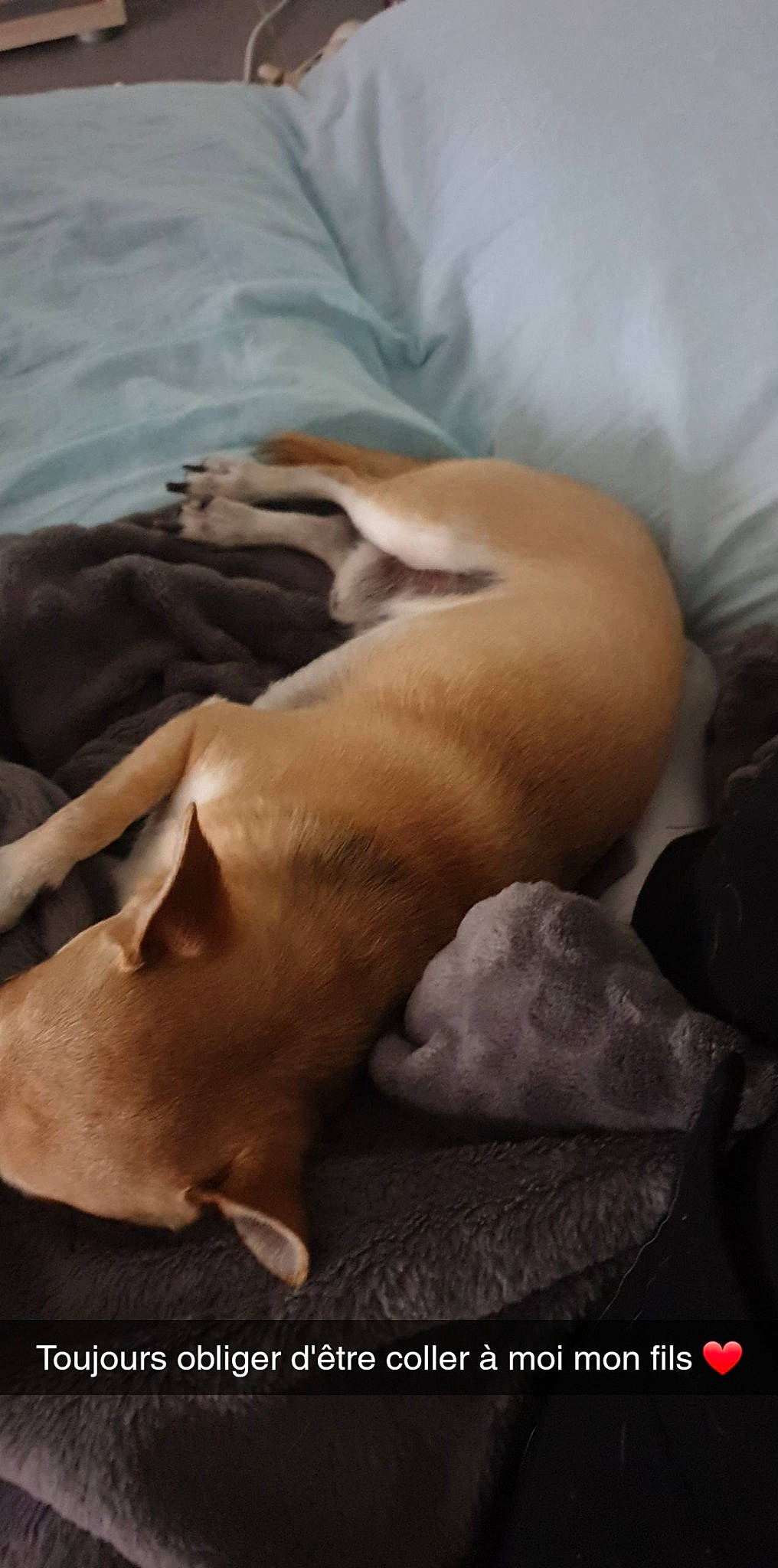 Oreo participe au concours pour gagner de l'argent avec cette photo : canidae, carnivore, dog, dog_breed, fawn, italian_greyhound, muscle, nap, non_sporting_group, sleep, snout