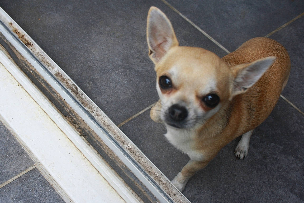 Oreo participe au concours pour gagner de l'argent avec cette photo : ancient_dog_breeds, canidae, carnivore, chihuahua, companion_dog, corgi_chihuahua, dog, dog_breed, ear, eye, fawn, mammal, nose, puppy, snout, sporting_group, toy_dog, vertebrate