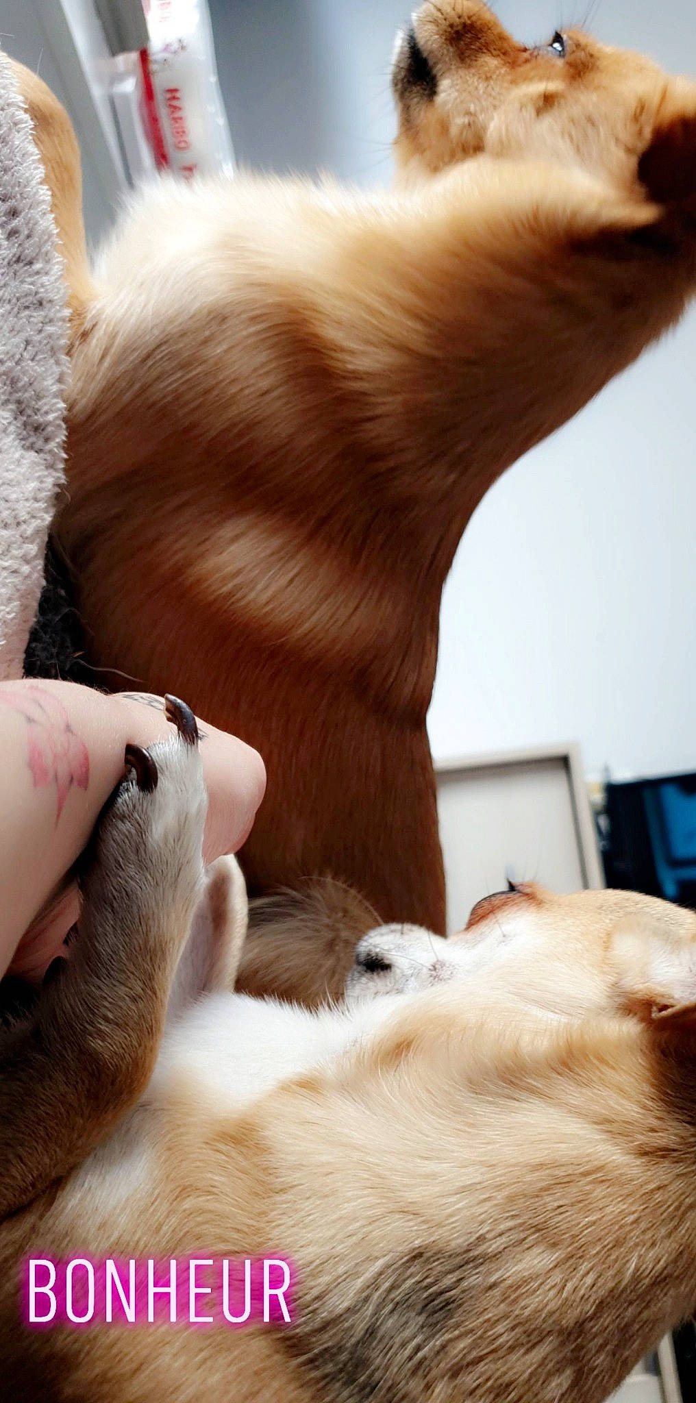 Oreo a rejoint le concours — aidez-le/la à gagner de superbes lots ! canidae, carnivore, cat, claw, companion_dog, fawn, felidae, fur, ragdoll, small_to_medium_sized_cats, sporting_group, tail, whiskers