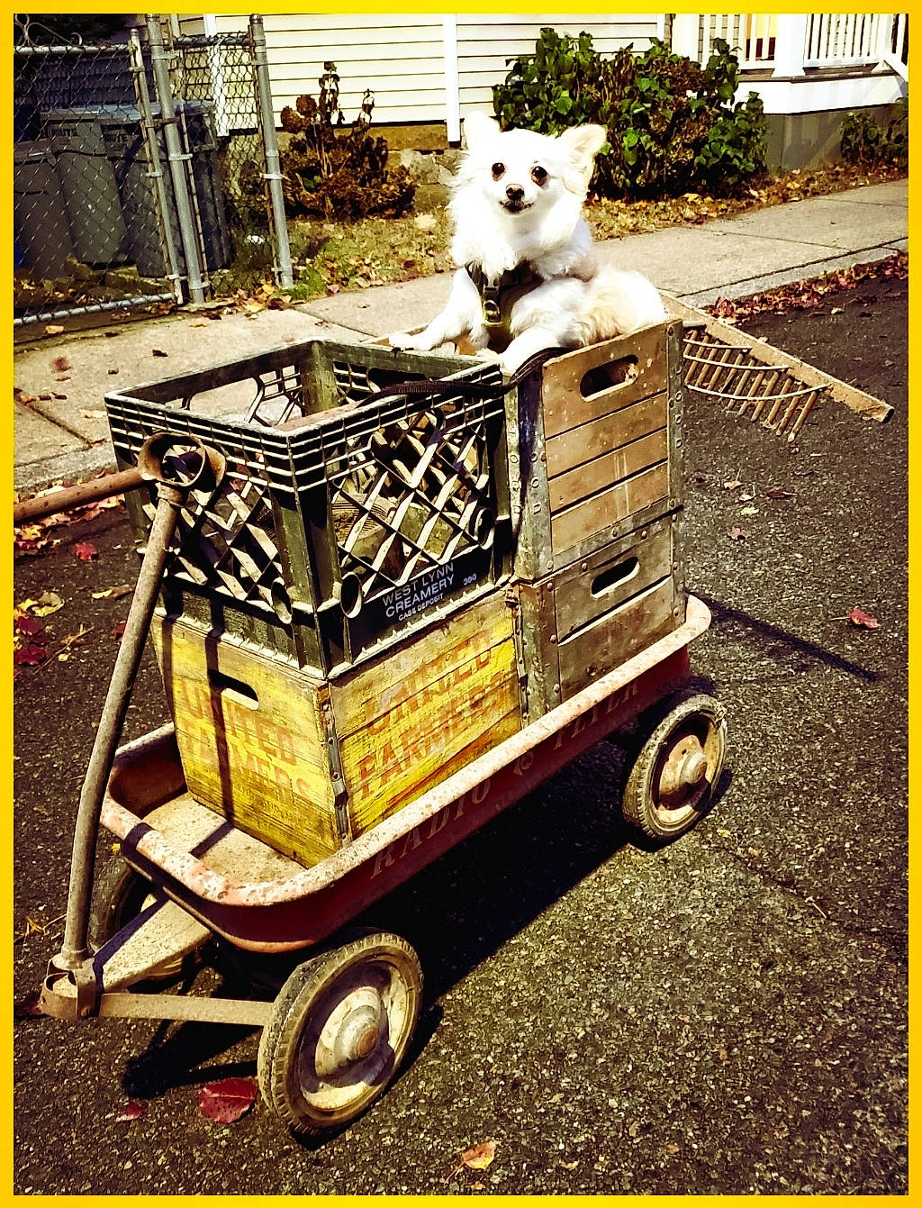 Ladybug is registered to the contest to win money with this photo: asphalt, automotive_exterior, automotive_tire, automotive_wheel_system, carnivore, cart, classic, companion_dog, dog, font, machine, motor_vehicle, plant, road_surface, rolling, street, tire, wheel, working_animal, yellow