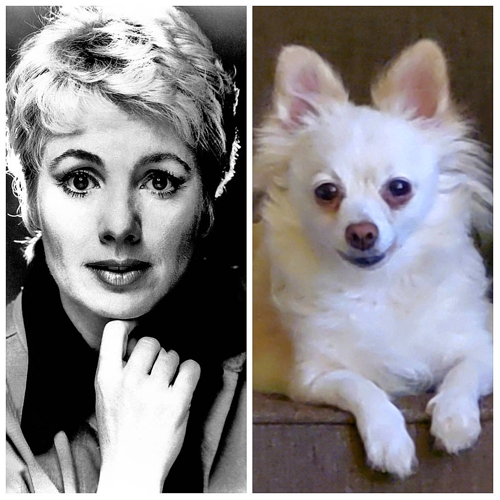 Ladybug is registered to the contest to win money with this photo: carnivore, dog, dog_breed, ear, eye, eyebrow, eyelash, face, facial_expression, fawn, flash_photography, gesture, hair, head, iris, nose, organ, photograph, smile, style