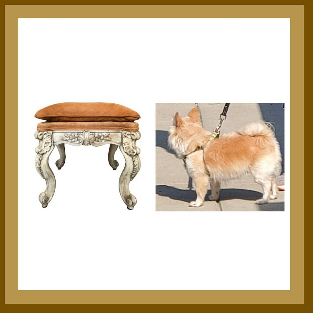 Ladybug is registered to the contest to win money with this photo: art, canidae, carnivore, coffee_table, companion_dog, drawing, fawn, felidae, font, fur, hardwood, illustration, painting, rectangle, table, tail, terrestrial_animal, wood, wood_stain, working_animal