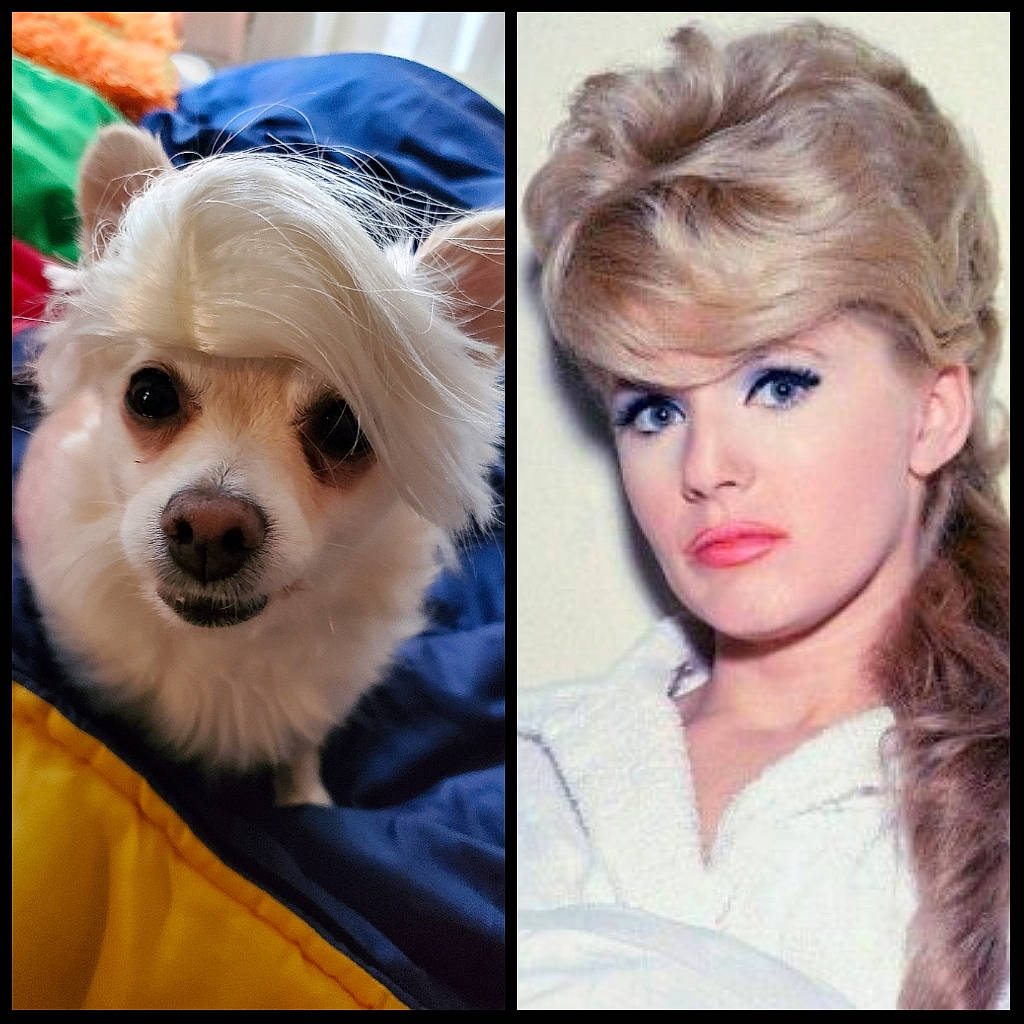 Ladybug joined the competition — help win amazing prizes! bangs, carnivore, companion_dog, dog, eye, eye_liner, eyelash, hair, hairstyle, head, human_body, iris, layered_hair, long_hair, makeover, nose, photograph, plant, skin, step_cutting