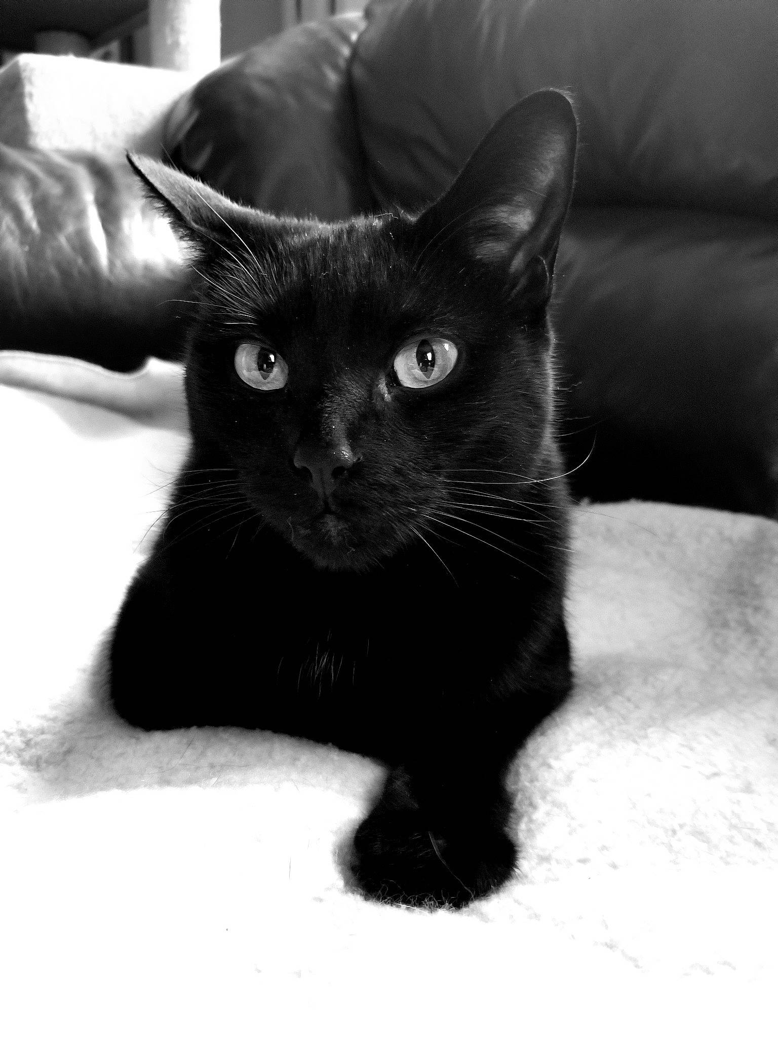 Blitz joined the competition — help win amazing prizes! asian, black, black_and_white, black_cat, bombay, carnivore, cat, ear, eye, felidae, fur, kitten, leg, mammal, monochrome, monochrome_photography, small_to_medium_sized_cats, snapshot, snout, whiskers