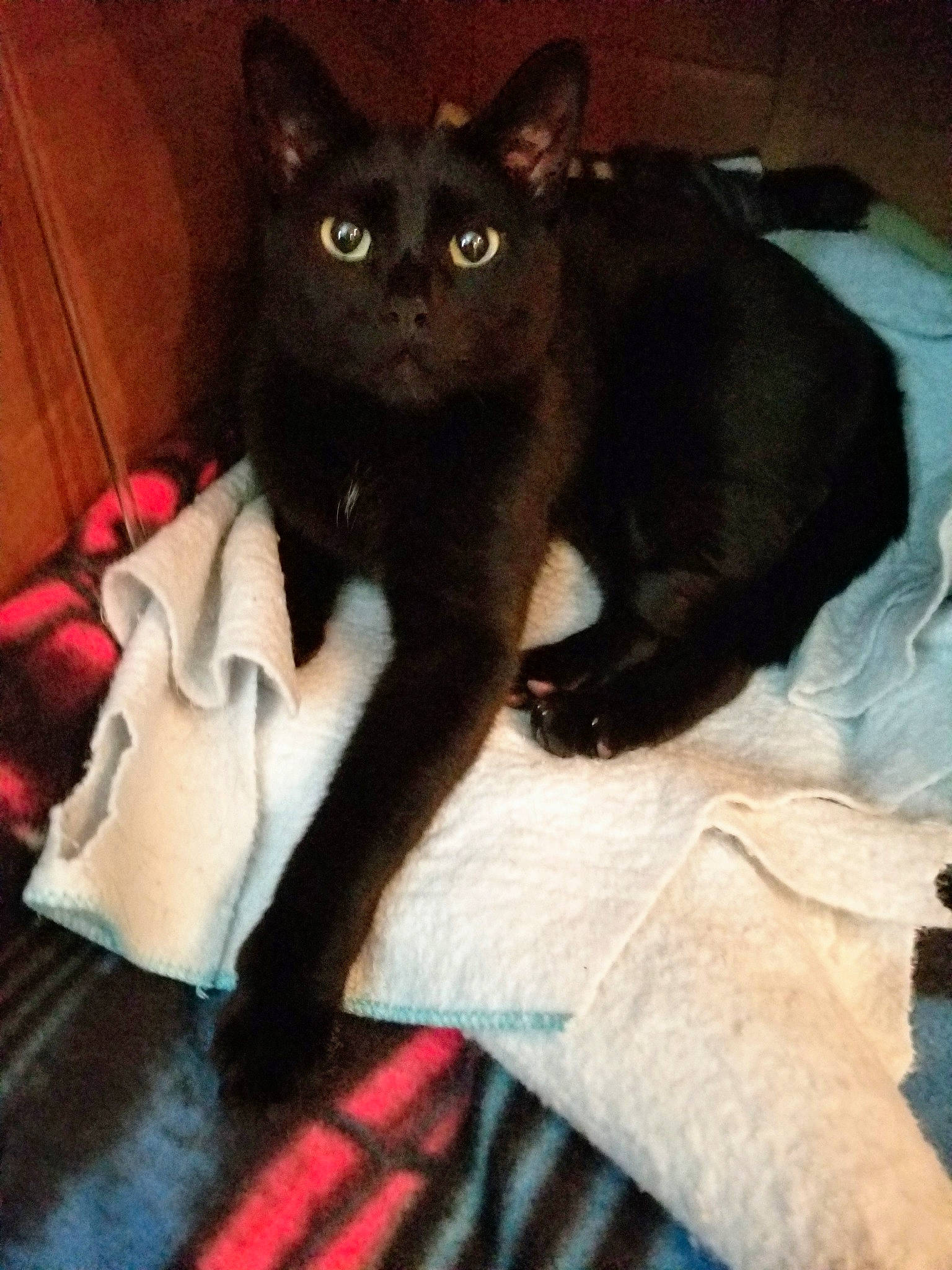 Blitz joined the competition — help win amazing prizes! asian, black_cat, bombay, burmese, carnivore, cat, ear, felidae, kitten, korat, mammal, small_to_medium_sized_cats, tail, vertebrate, whiskers