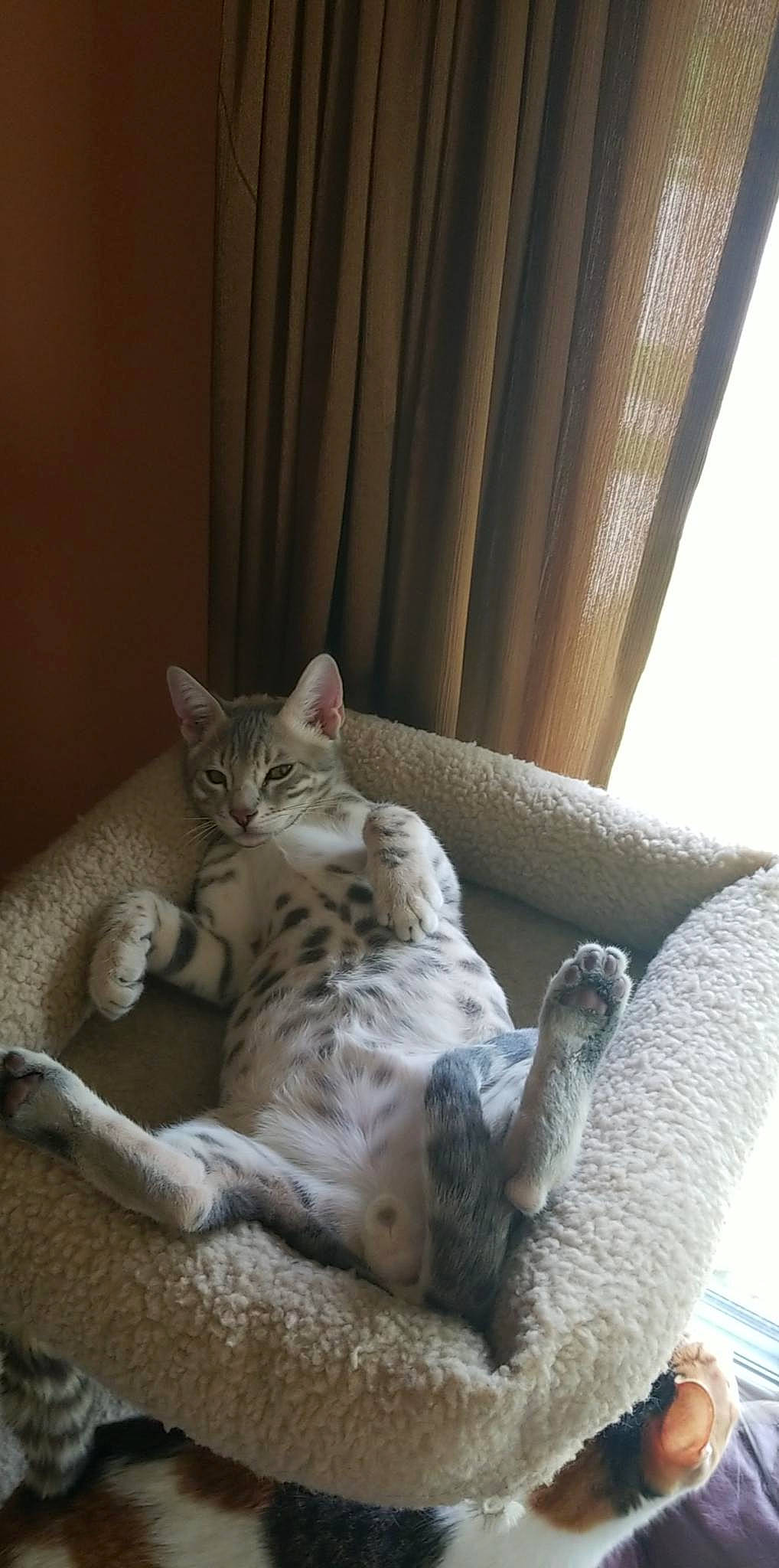 Nimbus is registered to the contest to win money with this photo: aegean_cat, arabian_mau, asian, australian_mist, burmilla, carnivore, cat, domestic_short_haired_cat, dragon_li, egyptian_mau, european_shorthair, felidae, kitten, mammal, ocicat, paw, small_to_medium_sized_cats, tabby_cat, vertebrate, whiskers