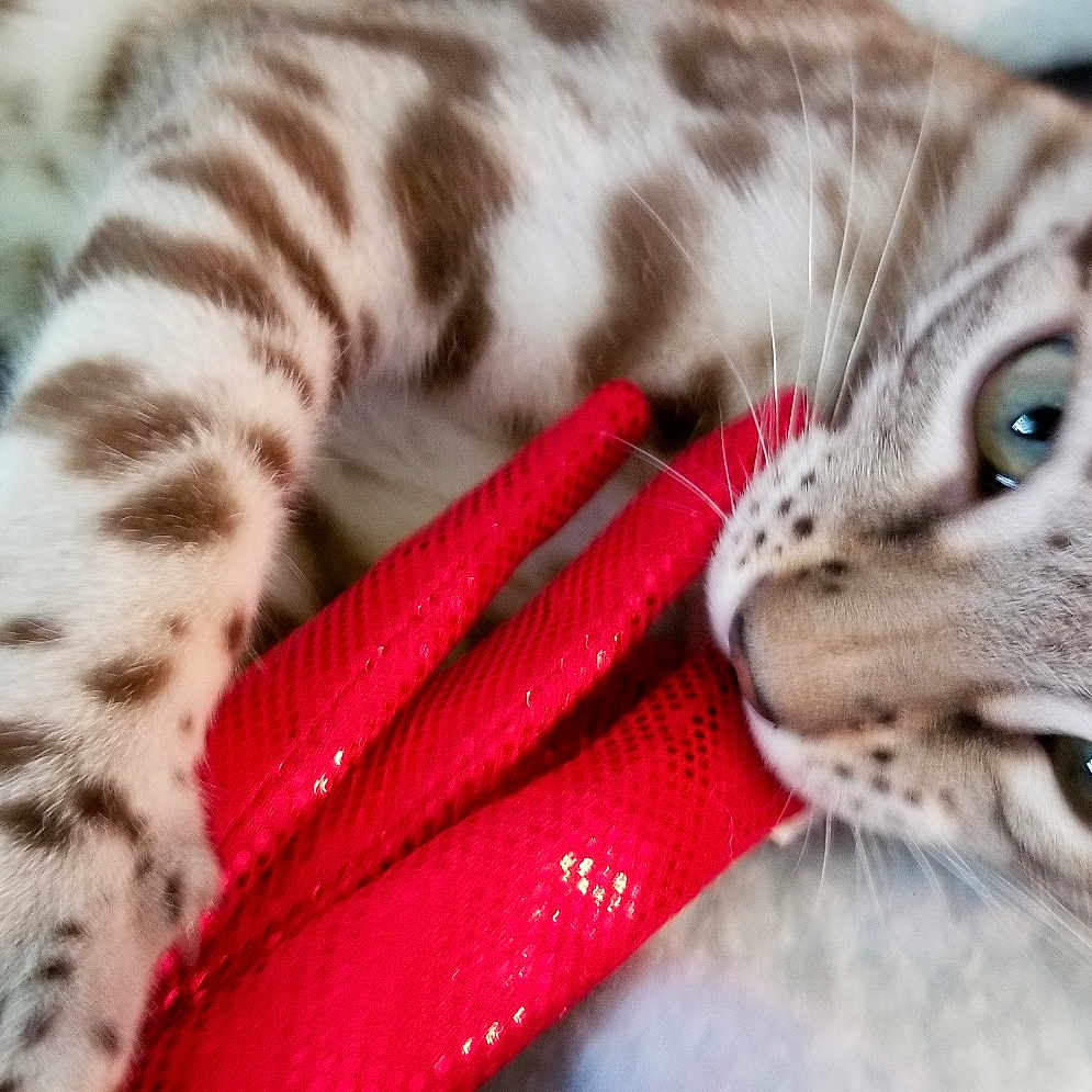 Floki is registered to the contest to win money with this photo: aegean_cat, american_shorthair, american_wirehair, asian, australian_mist, bengal, carnivore, cat, domestic_short_haired_cat, dragon_li, european_shorthair, felidae, kitten, mammal, ocicat, small_to_medium_sized_cats, snout, tabby_cat, vertebrate, whiskers