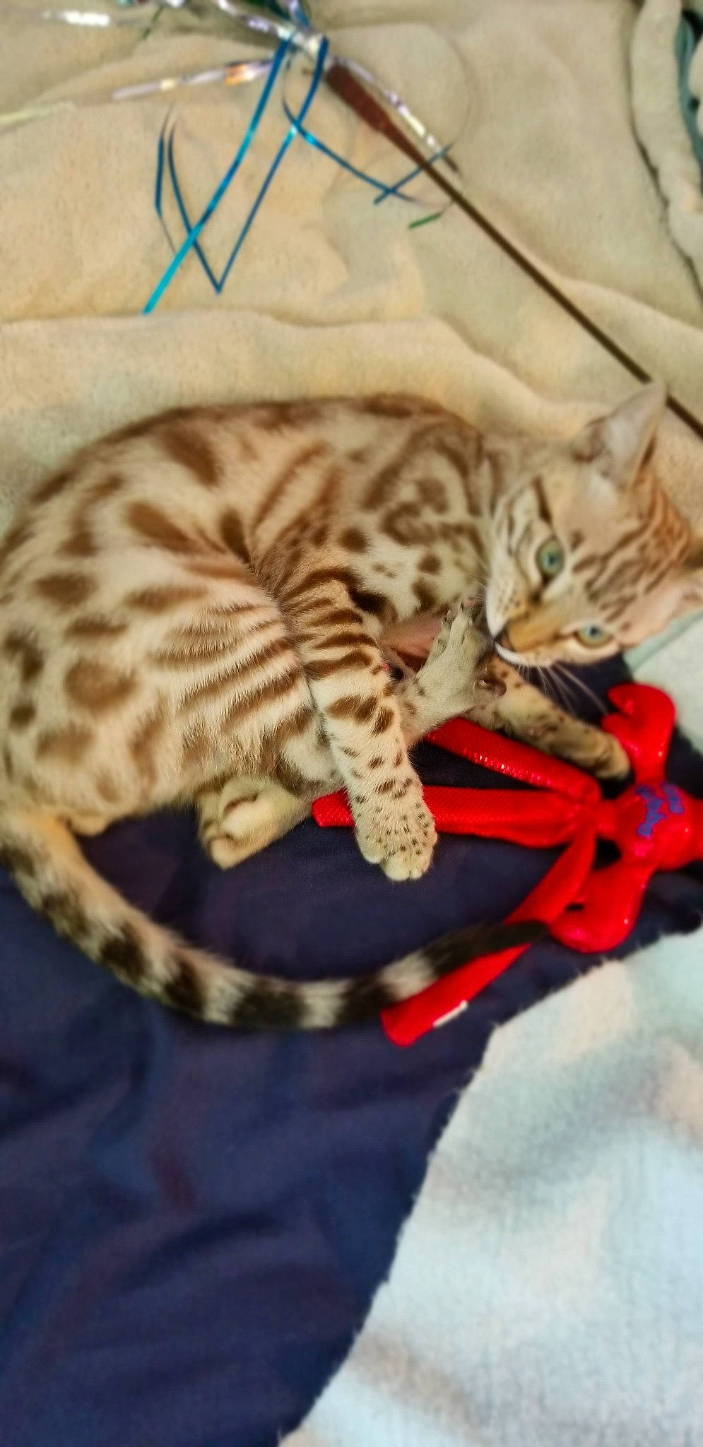 Floki joined the competition — help win amazing prizes! american_shorthair, asian, bengal, california_spangled, carnivore, cat, dragon_li, egyptian_mau, european_shorthair, fawn, felidae, kitten, mammal, ocicat, pixie_bob, savannah, small_to_medium_sized_cats, tabby_cat, whiskers