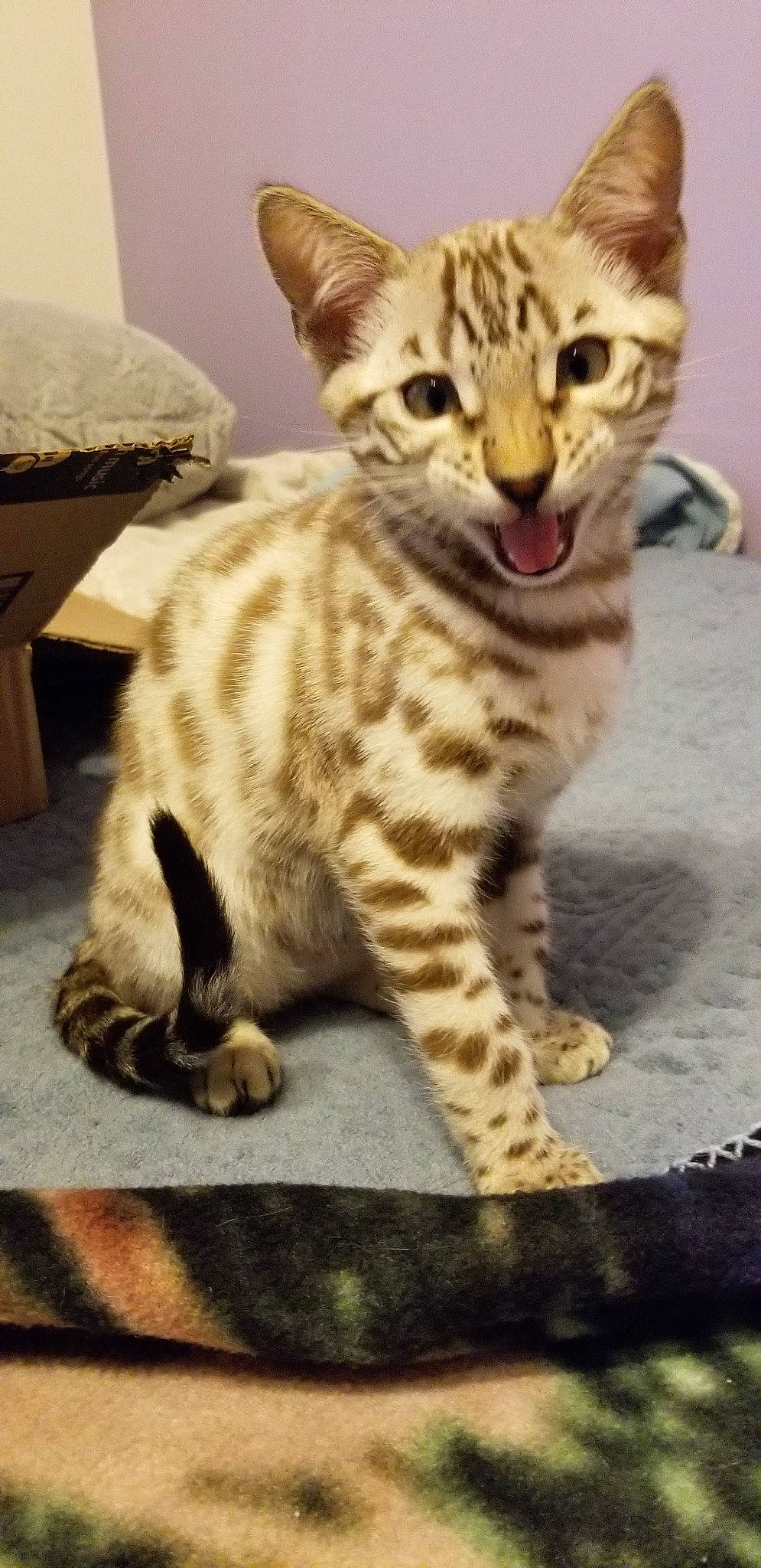 Floki joined the competition — help win amazing prizes! american_shorthair, arabian_mau, asian, australian_mist, bengal, california_spangled, carnivore, cat, dragon_li, egyptian_mau, european_shorthair, felidae, kitten, mammal, ocicat, savannah, small_to_medium_sized_cats, tabby_cat, vertebrate, whiskers