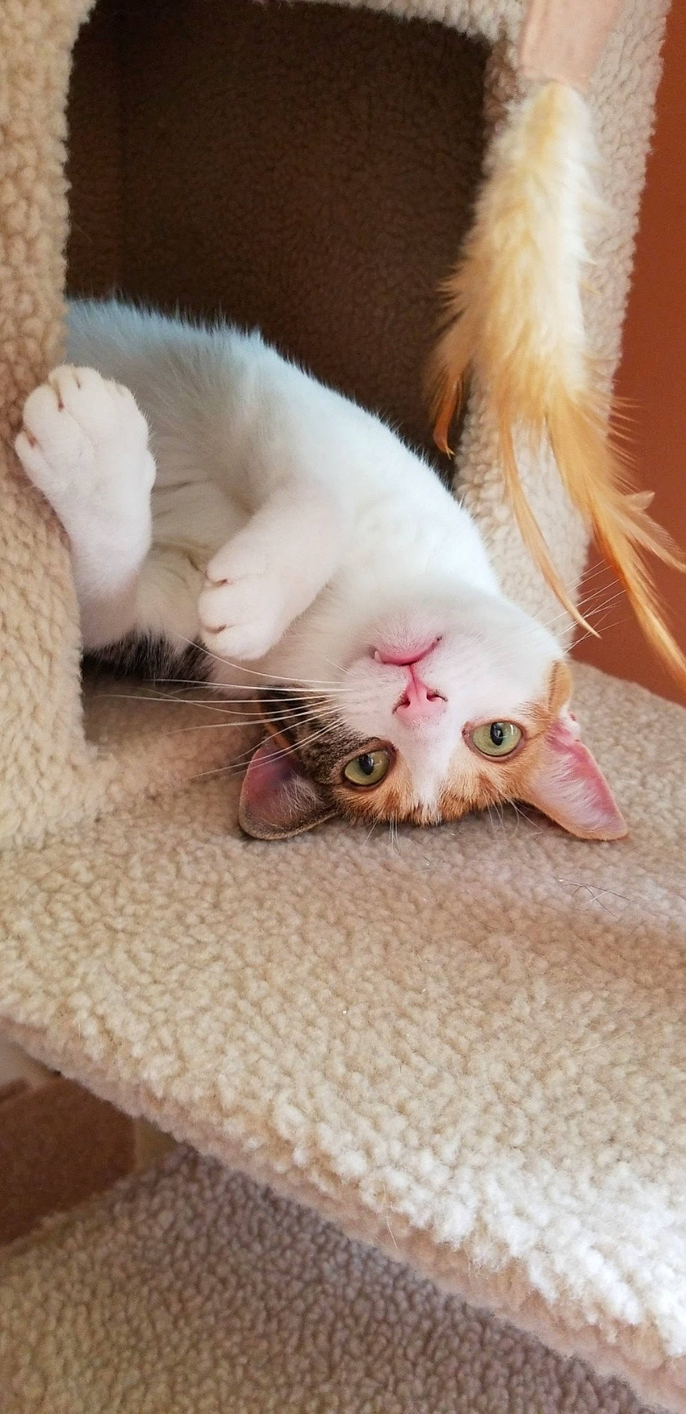 Artemis is registered to the contest to win money with this photo: american_curl, asian, carnivore, cat, claw, fawn, felidae, fur, khao_manee, kitten, leg, mammal, paw, polydactyl_cat, skin, small_to_medium_sized_cats, tail, turkish_angora, turkish_van, whiskers