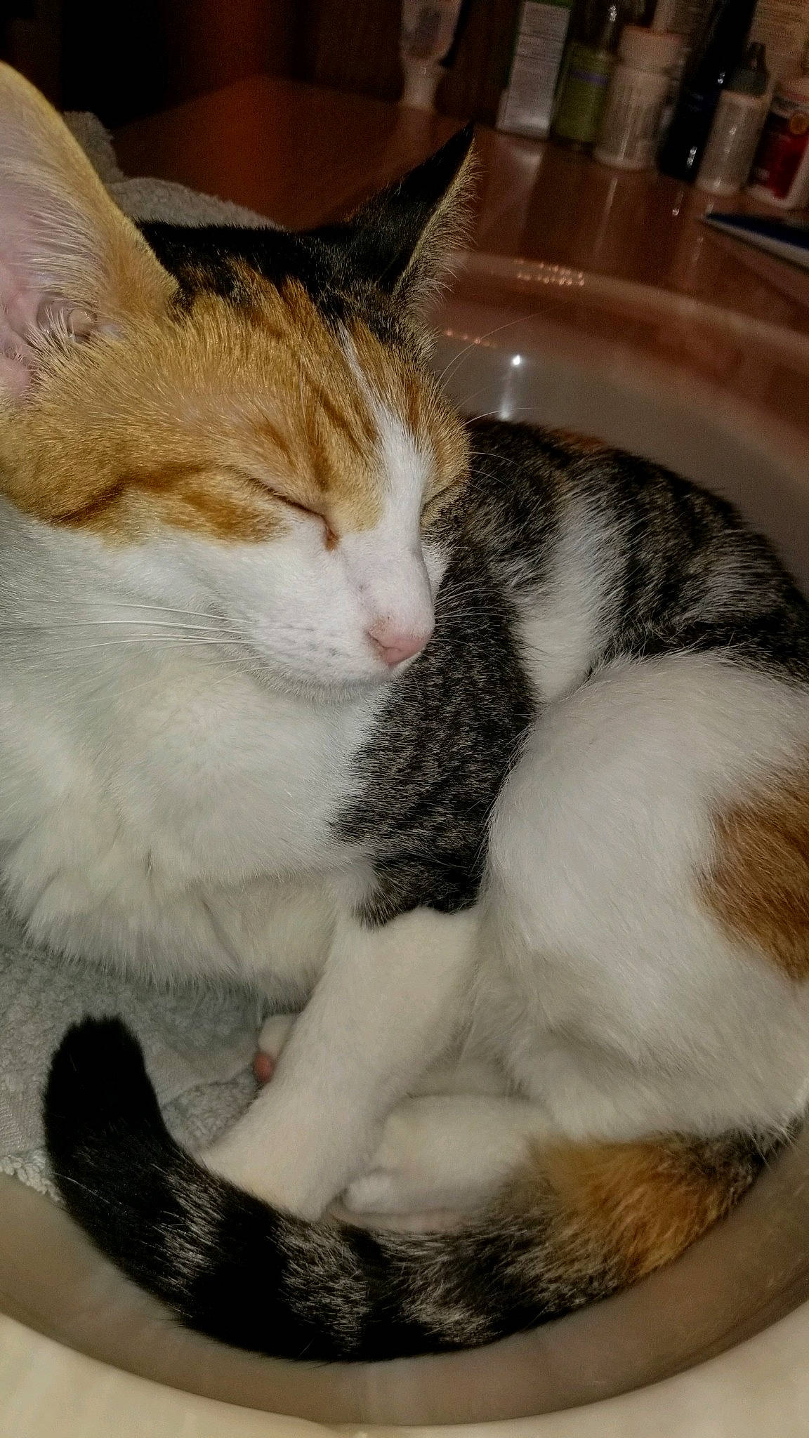 Artemis is registered to the contest to win money with this photo: aegean_cat, american_wirehair, asian, carnivore, cat, domestic_short_haired_cat, european_shorthair, fawn, felidae, fur, kitten, mammal, nap, paw, polydactyl_cat, small_to_medium_sized_cats, tail, turkish_van, whiskers