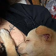 Lil-Dude joined the competition — help win amazing prizes! blanket, close_up, cozy, cuddle, dog, ear, fur, human_arm, indoor, jacket, nose, paw, plastic_bag, portrait, puppy, resting, sleeping, tattoo, wooden_frame, zipper