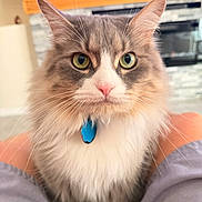 Benito is registered to the contest to win money with this photo: animal, blue_tag, blurred_background, cat, close_up, collar, curious, feline, fireplace, fluffy, gray_fur, green_eyes, home_interior, indoor, knees, pants, pet, pink_nose, whiskers, white_fur