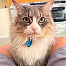 cat, pet, fluffy, green_eyes, pink_nose, indoor, close_up, animal, whiskers, gray_fur, white_fur, collar, blue_tag, knees, pants, home_interior, fireplace, blurred_background, curious, feline