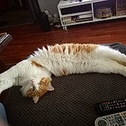 Cool K a rejoint le concours — aidez-le/la à gagner de superbes lots ! cat, cat_like_mammal, floor, flooring, fur, paw, small_to_medium_sized_cats, tail, whiskers