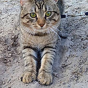 Milou participe au concours pour gagner de l'argent avec cette photo : cat, tabby, green_eyes, sand, outdoor, animal, pet, leash, paws, fur, whiskers, closeup, nature, curious, lying_down, ground, mammal, striped, ears, playful