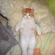 Serreau participe au concours pour gagner de l'argent avec cette photo :