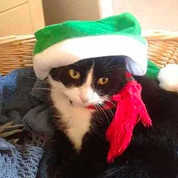 Mia is registered to the contest to win money with this photo: