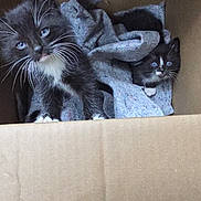 Salt Pepper joined the competition — help win amazing prizes! bedding, black_and_white, blanket, blue_eyes, cardboard_box, cat, curious, cute, fur, indoor, kitten, looking_up, pair_of_kittens, paws, pet, portrait, sibling, tuxedo_cat, whiskers, young_animal