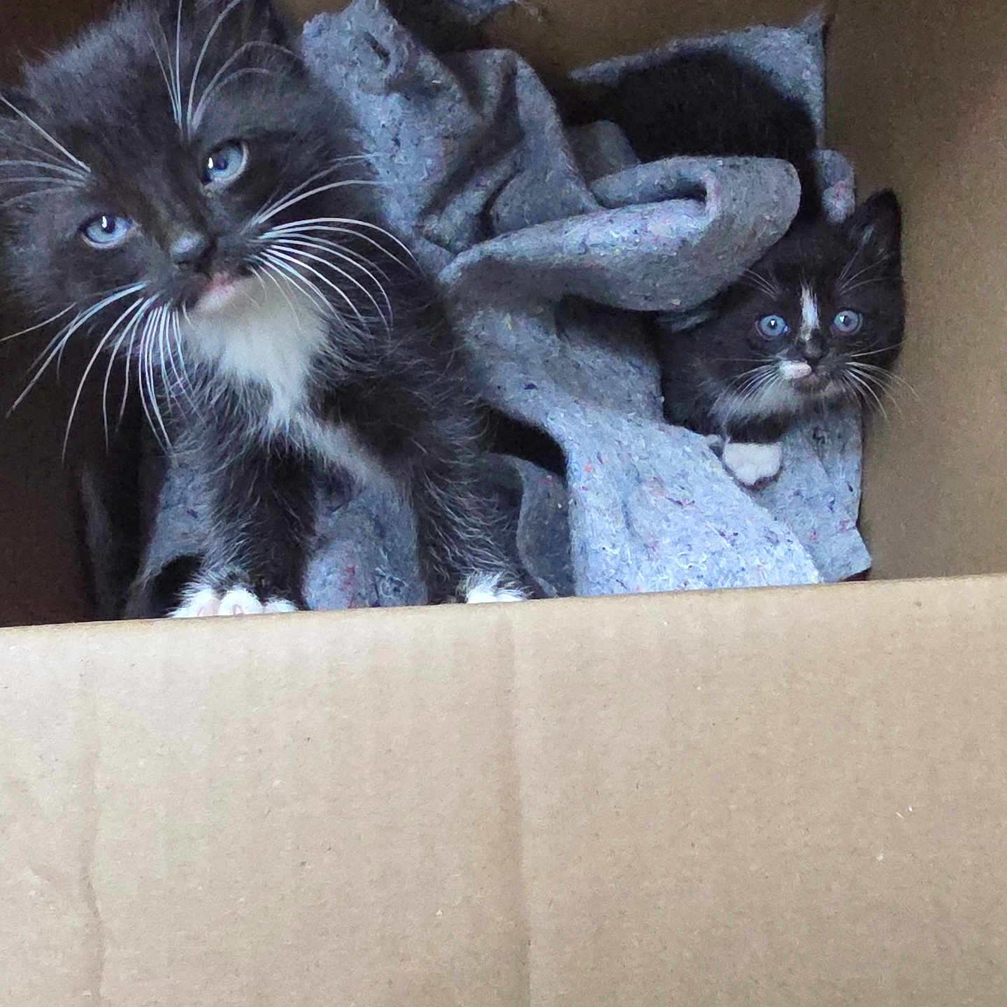 Salt Pepper joined the competition — help win amazing prizes! bedding, black_and_white, blanket, blue_eyes, cardboard_box, cat, curious, cute, fur, indoor, kitten, looking_up, pair_of_kittens, paws, pet, portrait, sibling, tuxedo_cat, whiskers, young_animal