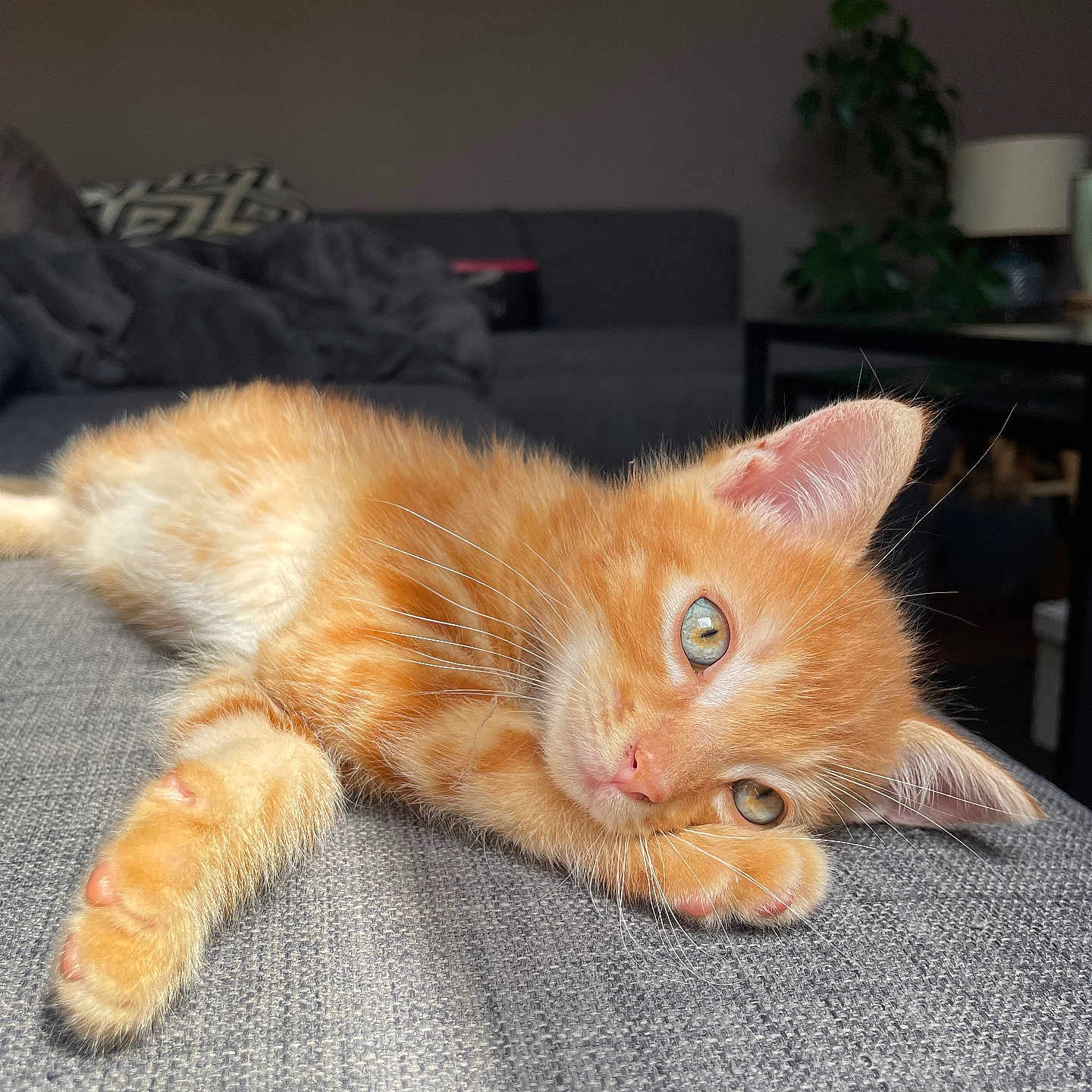 Léon