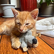 Léon participe au concours pour gagner de l'argent avec cette photo : cat, kitten, orange_tabby, pet, animal, sleepy, cuddling, toy, stuffed_toy, gray_toy, whiskers, ears, paws, fur, indoor, wooden_floor, houseplant, bedding, portrait, cozy