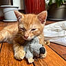 cat, kitten, orange_tabby, pet, animal, sleepy, cuddling, toy, stuffed_toy, gray_toy, whiskers, ears, paws, fur, indoor, wooden_floor, houseplant, bedding, portrait, cozy