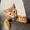 cat, kitten, orange_tabby, pet, animal, feline, face, whiskers, ears, green_eyes, paws, fur, sitting, couch, armchair, indoor, home, portrait, cute, curious