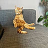 cat, kitten, orange_tabby, pet, feline, animal, couch, sofa, sitting, lounging, relaxed, portrait, indoors, living_room, houseplant, greenery, furniture, fur, striped_fur, long_tail