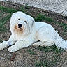 dog, white_dog, fluffy, long_hair, lying_down, grass, outdoor, park, pavement, path, chew_stick, pet, canine, companion_animal, white_fur, tail, paws, black_nose, portrait, relaxed
