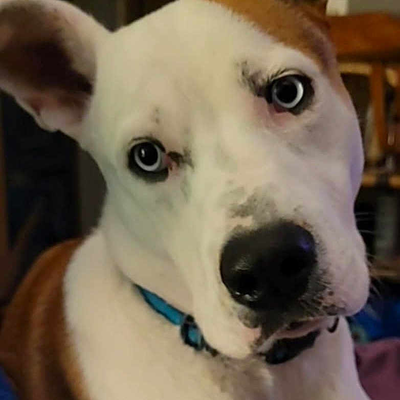 Charlie is registered to the contest to win money with this photo: animal, blanket, blue_eyes, brown_fur, canine, close_up, collar, companion, curious, dog, domestic_animal, ears, face, fur, indoor, nose, pet, portrait, sitting, white_fur