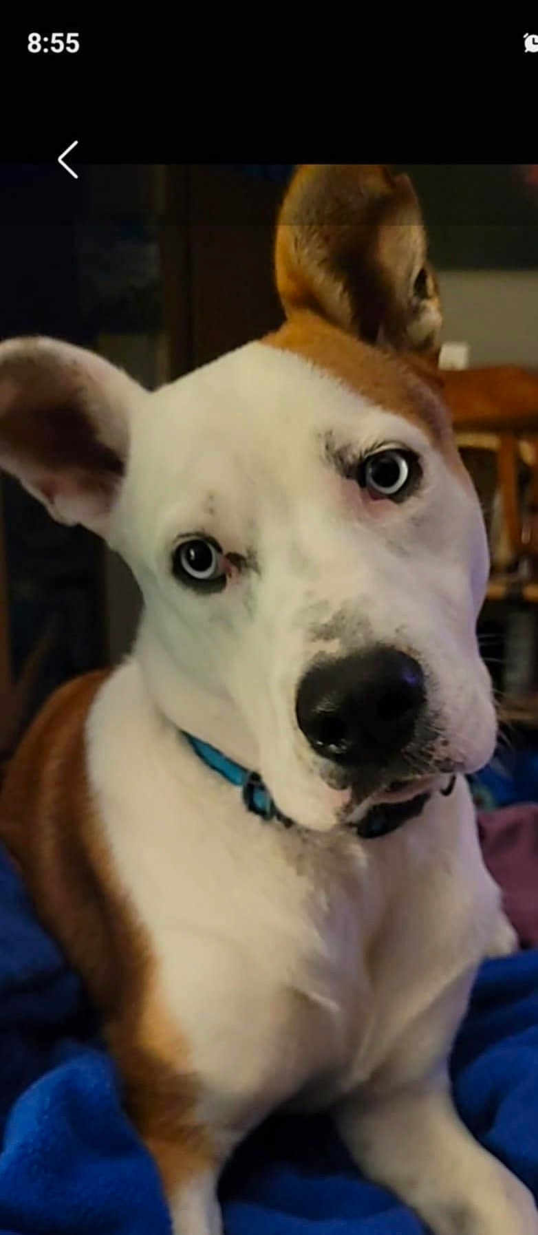 Charlie is registered to the contest to win money with this photo: dog, blue_eyes, white_fur, brown_fur, collar, pet, animal, indoor, blanket, curious, close_up, face, ears, nose, sitting, canine, domestic_animal, fur, portrait, companion
